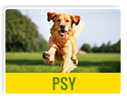 Psy-porady,produkty,promocje