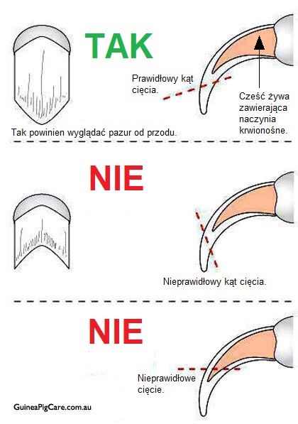 Ryc.2 Jak podcinać kocie pazury