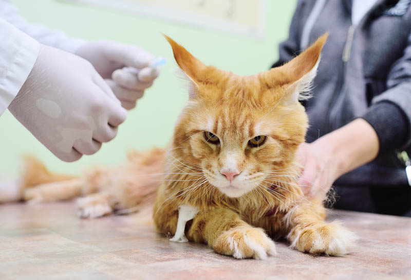 Giardia u kotow leczenie, Giardia lamblioza u kota leczenie