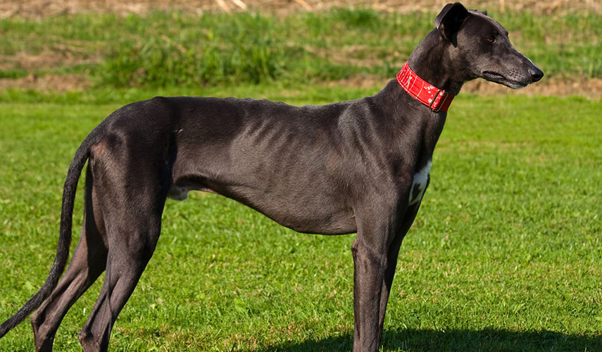 Chart Angielski Greyhound